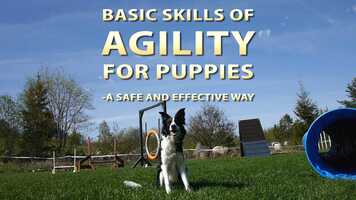 Free download Basic Skills of Agility for Puppies [Trailer 2021] video and edit with RedcoolMedia movie maker MovieStudio video editor online and AudioStudio audio editor onlin